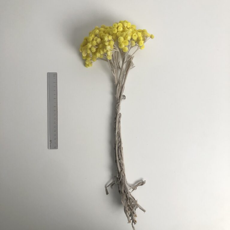法國蠟菊