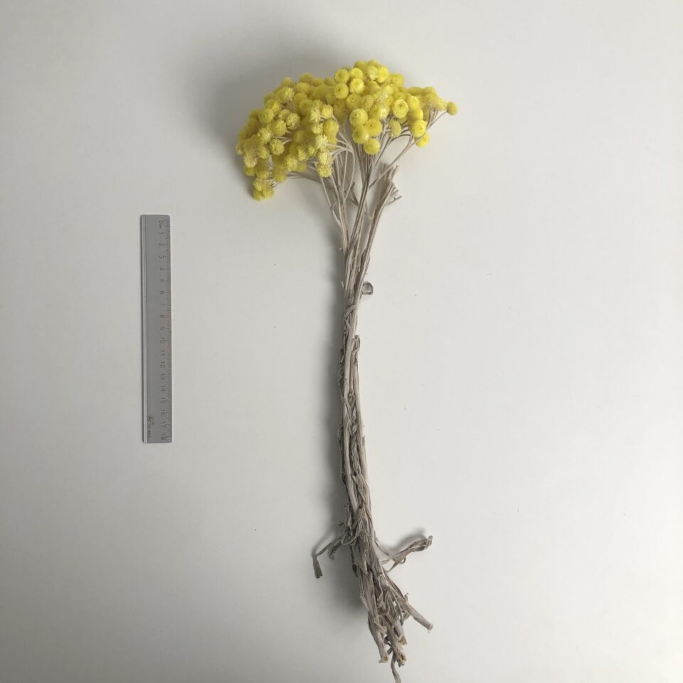 法國蠟菊
