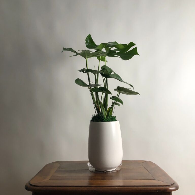 龜背芋-白盆