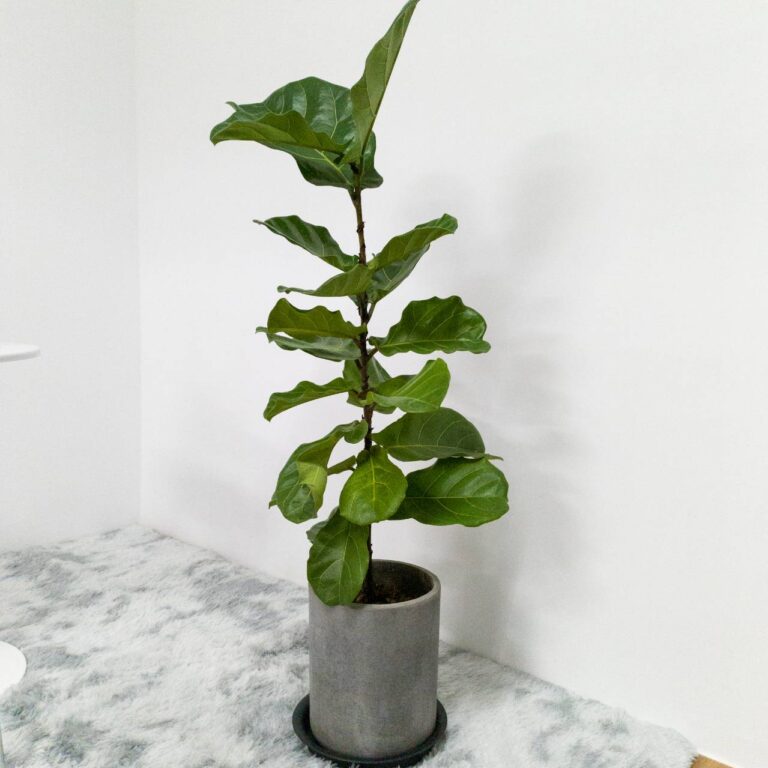 大型琴葉榕盆栽