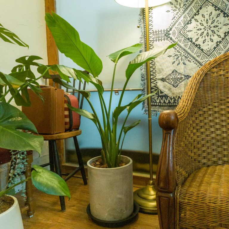 大型天堂鳥盆栽