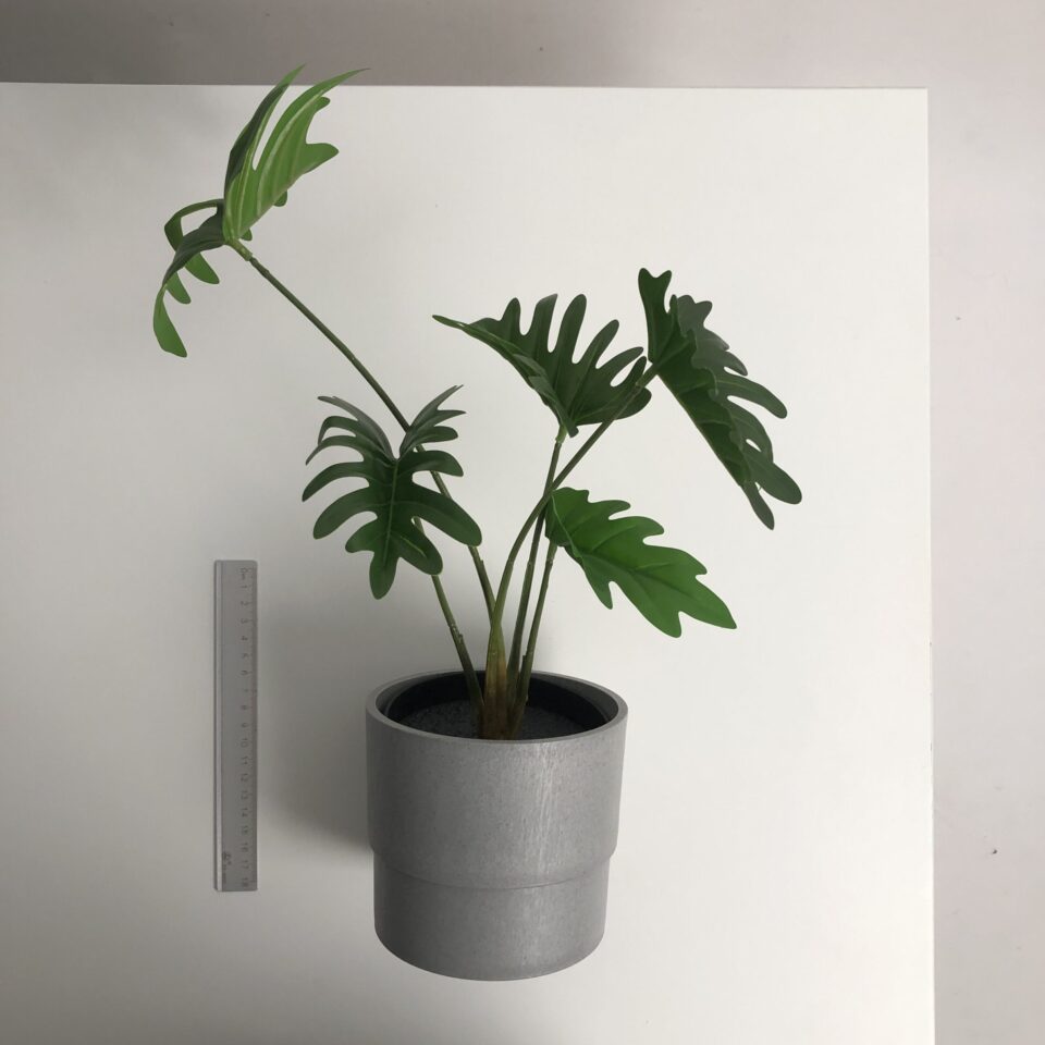 B ✤ 龜背芋葉_灰色花盆
